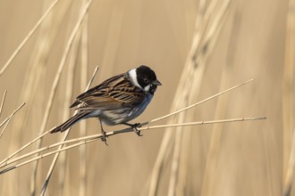 Common Reed Bunting (Emberiza schoeniclus) male, Netherlands