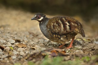 Malaysian Partridge (Arborophila campbelli), Pahang, Malaysia
