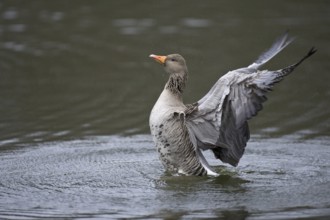 Greylag Goose (Anser anser), Texel, Netherlands