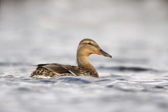 Mallard (Anas platyrhynchos) female, Utrecht, Netherlands