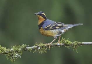 Varied Thrush (Ixoreus naevius), British Columbia, Canada