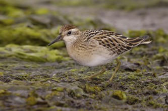 Sharp-tailed Sandpiper (Calidris acuminata), British Columbia, Canada