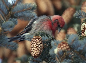 Two-barred Crossbill (Loxia leucoptera) male, Saskatchewan, Canada