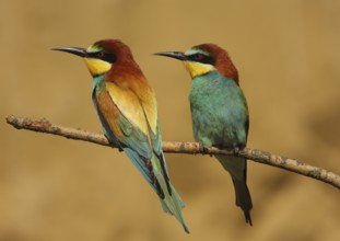 European Bee-eater (Merops apiaster) pair, Hungary