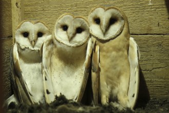 Western Barn Owl (Tyto alba) chicks, Lower Saxony, Germany
