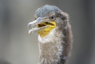 European Shag (Phalacrocorax aristotelis) young portrait, Farne Islands, United Kingdom