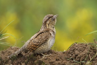 Eurasian Wryneck (Jynx torquilla), Saxony, Germany