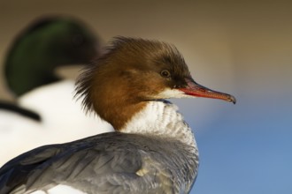Common Merganser (Mergus merganser) female, Bavaria, Germany