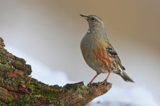 Alpine Accentor (Prunella collaris), Carinthia, Austria