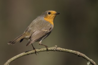 European Robin (erithacus rubecula) perched on a branch, Galicia, Spain