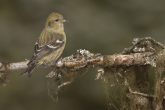Two-barred Crossbill (Loxia leucoptera) female, Alaska, USA