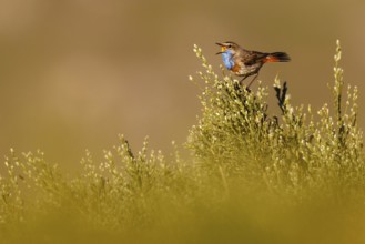 Bluethroat (Luscinia svecica cyanecula) male singing, Castile, Spain