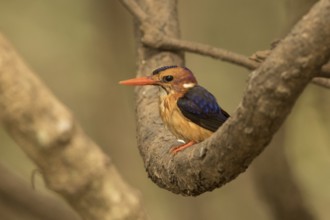 African Pygmy Kingfisher (Ispidina picta), Gambia