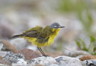 Western Yellow Wagtail (Motacilla flava), Mecklenburg-Western Pomerania, Germany