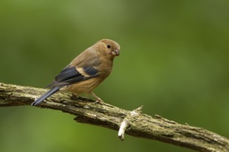 Eurasian Bullfinch (Pyrrhula pyrrhula) juvenile, Utrecht, Netherlands