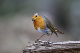 European Robin (Erithacus rubecula) perched on a branch, North Rhine-Westphalia, Germany