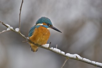 Common Kingfisher (Alcedo atthis) male, Bavaria, Germany