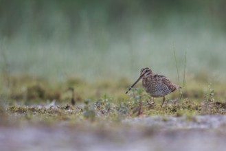 Common Snipe (Gallinago gallinago) foraging, North Rhine-Westphalia, Germany