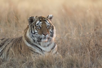 Bengal Tiger (Panthera tigris) adult portrait in morning light, captive, Philippolis, South Africa