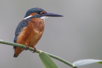 Common Kingfisher (Alcedo atthis) male perched on reed, North Rhine-Westphalia, Germany