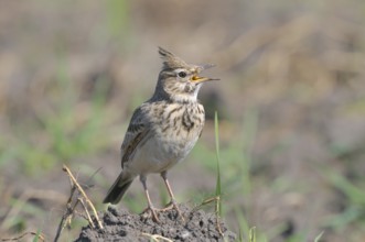 Haubenlerche (Galerida cristata) Crested Lark