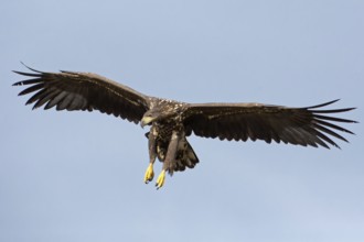 White-tailed Eagle (Haliaeetus albicilla) juvenile flying, Kutno, Poland