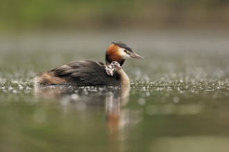 Great Crested Grebe (Podiceps cristatus) with juvenile, North Rhine-Westphalia, Germany