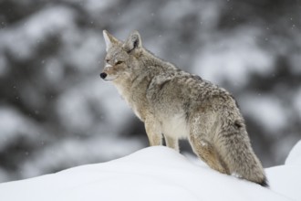 Coyote (Canis latrans) adult in snowy countryside, Yellowstone National Park, Wyoming, USA