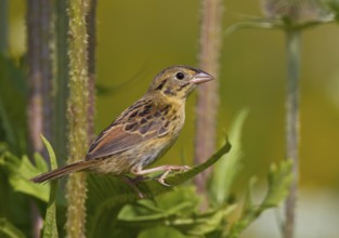 Henslow's Sparrow (Ammodramus henslowii) juvenile, Ohio, USA