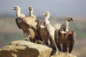 Griffon Vulture (Gyps fulvus) group perched on a rock, Spain