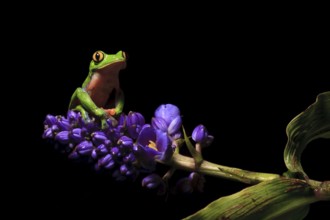 Blue-sided tree or yellow-eyed leaf frog (Agalychnis annae), highly endangered species endemic to