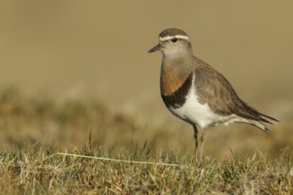 Rufous-chested Dotterel (Charadrius modestus) on the ground in the Falkland Islands