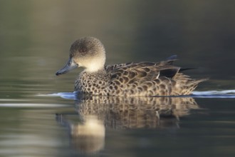 Grey Teal (Anas gracilis), Victoria, Australia