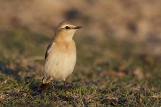 Isabelline Wheatear (Oenanthe isabellina), Greece