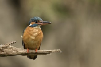 Ijsvogel vrouw met vangst voor jongen, Kingfisher female with food for juvenile