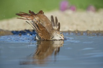 Common Nightingale (Luscinia megarhynchos) bathing in waterhole, Aosta Valley, Italy