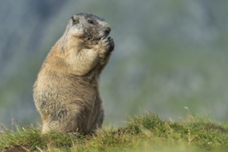 Alpine Marmot (Marmota marmota) adult foraging, High Tauern National Park, Carinthia, Austria