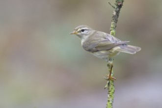Willow Warbler (Phylloscopus trochilus), Netherlands