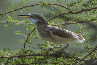 Squacco Heron (Ardeola ralloides) eating fish, Thies, Senegal