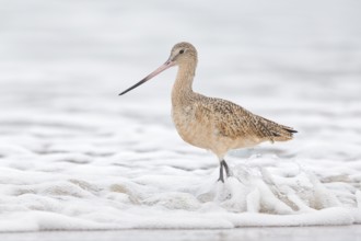 Marbled Godwit (Limosa fedoa) foraging at shoreline, California, USA