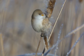Bearded Reedling (Panurus biarmicus) female feeding on cattail seed, Thuringia, Germany