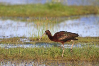 Glossy Ibis (Plegadis falcinellus) foraging, Greece