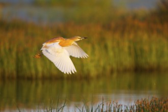 Squacco Heron (Ardeola ralloides) flying, Greece