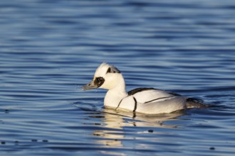 Smew (Mergellus albellus) male, Netherlands