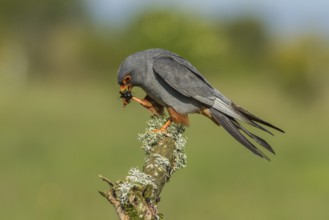 Red-Footed Falcon (Falco vespertinus), adult male eating a cricket, Galicia, Spain