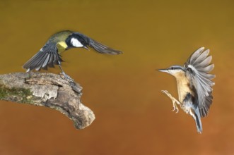 Eurasian Nuthatch & Great Tit (Sitta europaea & Parus major) Eurasian Nuthatch landing on a branch