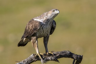 Bonelli's Eagle (Aquila fasciata) male, Andalusia, Spain