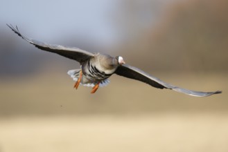 Greater White-fronted Goose (Anser albifrons) flying, North Rhine-Westphalia, Germany