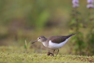 Common Sandpiper (Actitis hypoleucos) foraging, North Rhine-Westphalia, Germany