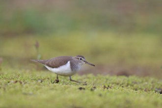 Common Sandpiper (Actitis hypoleucos) foraging, North Rhine-Westphalia, Germany